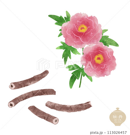 生薬のイラスト/赤い牡丹の花・根皮（ボタンピ） 113026457