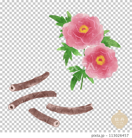 生薬のイラスト/赤い牡丹の花・根皮（ボタンピ） 113026457