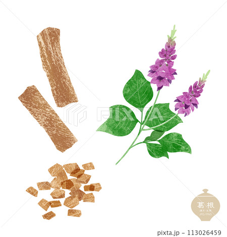 生薬のイラスト/ 葛根の花・根と切片 113026459
