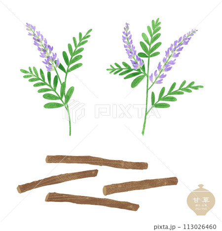 生薬のイラスト/ 甘草の花・乾燥した根 生薬のイラスト/ 甘草の花・乾燥した根 113026460