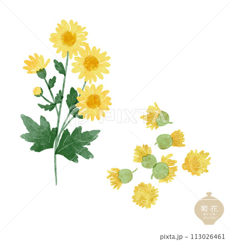 生薬のイラスト/ 黄色い菊の花・乾燥菊花 113026461
