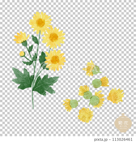生薬のイラスト/ 黄色い菊の花・乾燥菊花 生薬のイラスト/ 黄色い菊の花・乾燥菊花 113026461