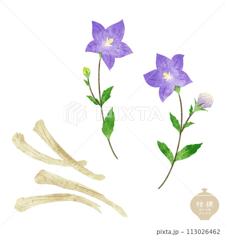 生薬のイラスト/ 桔梗の花・根茎 113026462