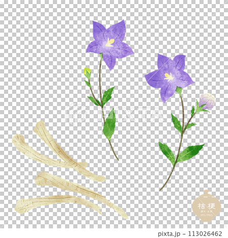 生藥/桔梗及根莖圖解 生藥/桔梗及根莖圖解 113026462