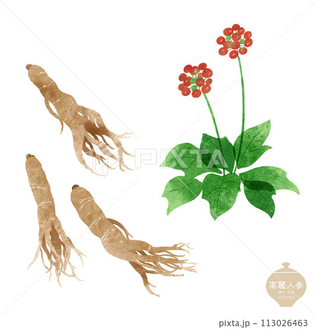生薬のイラスト/ 高麗人参の花実・根 生薬のイラスト/ 高麗人参の花実・根 113026463