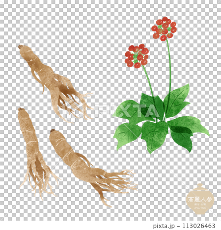 生藥/人參花果及根插圖 113026463