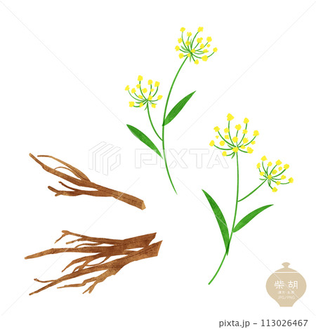 生薬のイラスト/  柴胡の花・乾燥した根 113026467