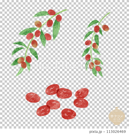 Illustration of herbal medicine / Red jujube fruit and branch / Dried jujube 113026469
