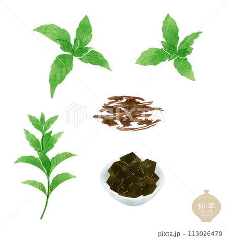 生薬のイラスト/  仙草の葉と乾燥葉・仙草ゼリー 生薬のイラスト/  仙草の葉と乾燥葉・仙草ゼリー 113026470