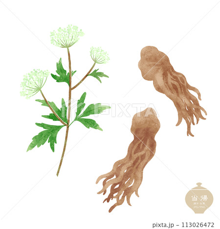 生薬のイラスト/  当帰の花・根茎 113026472