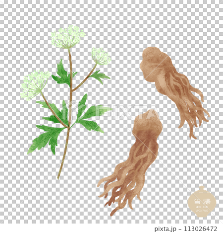 生薬のイラスト/  当帰の花・根茎 113026472