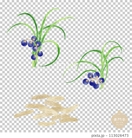 Illustration of herbal medicine / barley fruit, leaves, and dried roots 113026473