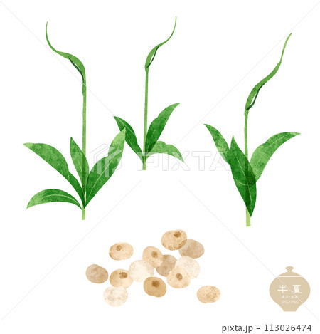 生薬のイラスト/ 半夏の茎葉・塊茎 生薬のイラスト/ 半夏の茎葉・塊茎 113026474