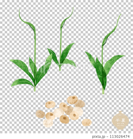 生薬のイラスト/ 半夏の茎葉・塊茎 生薬のイラスト/ 半夏の茎葉・塊茎 113026474