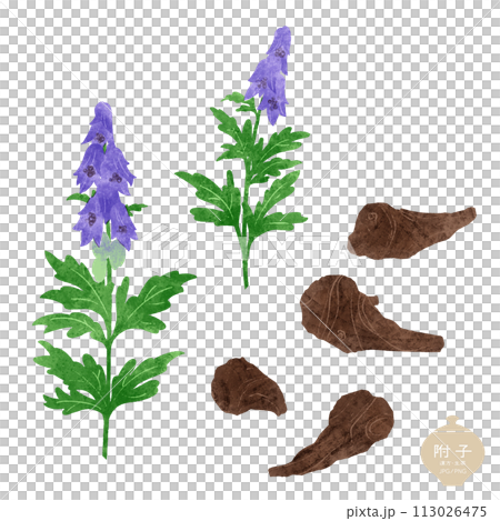 生藥/附子花與塊根圖解 生藥/附子花與塊根圖解 113026475