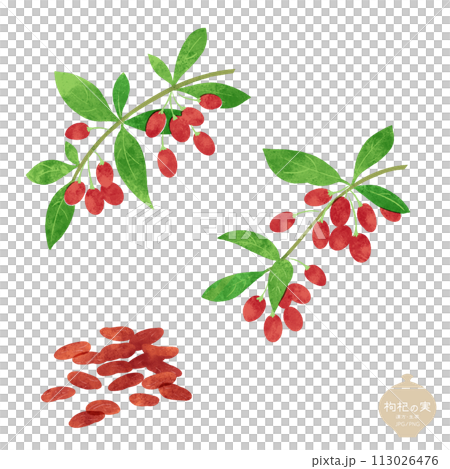 草藥/漿果和樹枝/乾果的插圖 113026476