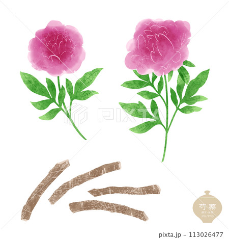 生薬のイラスト/ 赤い芍薬の花・根茎 113026477