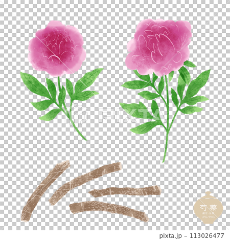 生薬のイラスト/ 赤い芍薬の花・根茎 113026477