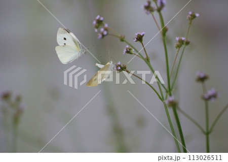 モンシロチョウが花の蜜を吸っています 113026511