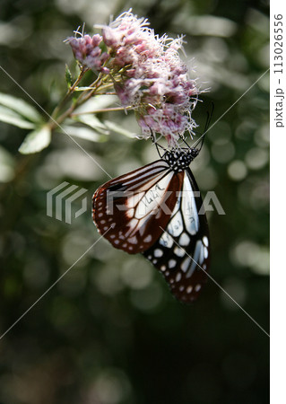 フジバカマに止まるアサギマダラ 113026556