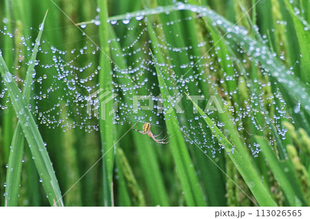 朝露に濡れる蜘蛛の巣 朝露に濡れる蜘蛛の巣 113026565