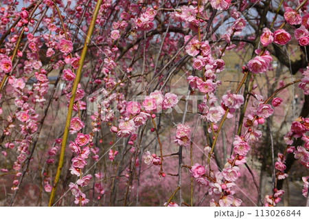 三重県いなべ市藤原町鼎 いなべ市農業公園梅林公園 梅園のしだれ梅クローズアップ 三重県いなべ市藤原町鼎 いなべ市農業公園梅林公園 梅園のしだれ梅クローズアップ 113026844