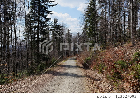 Forest path in Silesian Beskids near Szczyrk town in Poland Forest path in Silesian Beskids near Szczyrk town in Poland 113027003