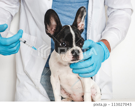 Cute puppy and veterinarian. Close-up, studio photo Cute puppy and veterinarian. Close-up, studio photo 113027043