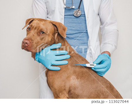 Cute dog, veterinarian and electronic thermometer. Close-up Cute dog, veterinarian and electronic thermometer. Close-up 113027044