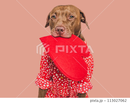 Cute brown puppy and red heart. Beautiful greeting card 113027062