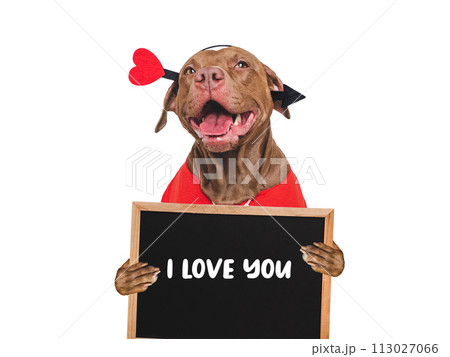 I Love You. Lovable dog and congratulatory inscription I Love You. Lovable dog and congratulatory inscription 113027066