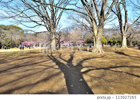 河津桜咲く午後の日差し差し込む代々木公園の写真素材 [113027265] - PIXTA