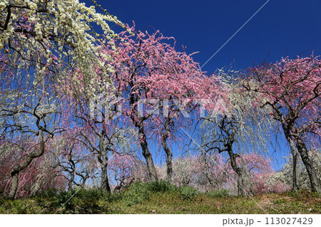 三重県いなべ市藤原町鼎 いなべ市農業公園梅林公園 青空の梅園一面に咲く紅白のしだれ梅 三重県いなべ市藤原町鼎 いなべ市農業公園梅林公園 青空の梅園一面に咲く紅白のしだれ梅 113027429