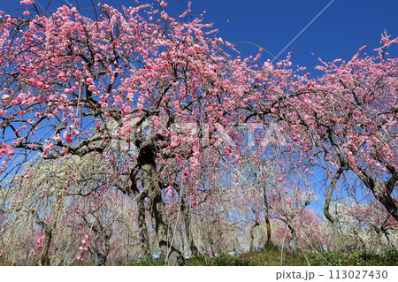三重県いなべ市藤原町鼎　いなべ市農業公園梅林公園　青空の梅園一面に咲く紅白のしだれ梅 113027430