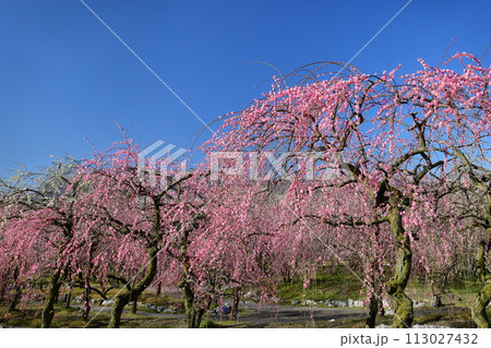 三重県いなべ市藤原町鼎 いなべ市農業公園梅林公園 青空の梅園一面に咲く紅白のしだれ梅 三重県いなべ市藤原町鼎 いなべ市農業公園梅林公園 青空の梅園一面に咲く紅白のしだれ梅 113027432