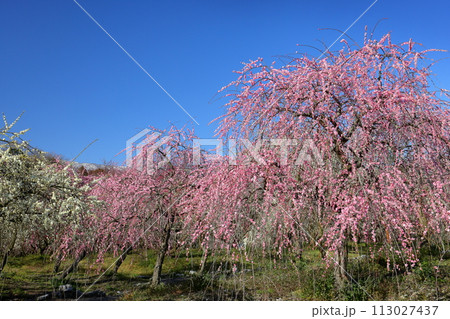 三重県いなべ市藤原町鼎 いなべ市農業公園梅林公園 青空の梅園一面に咲く紅白のしだれ梅 三重県いなべ市藤原町鼎 いなべ市農業公園梅林公園 青空の梅園一面に咲く紅白のしだれ梅 113027437