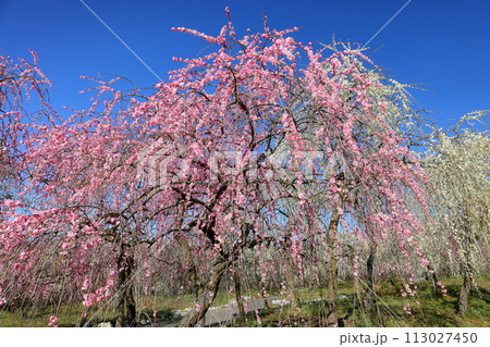 三重県いなべ市藤原町鼎 いなべ市農業公園梅林公園 青空の梅園一面に咲く紅白のしだれ梅 三重県いなべ市藤原町鼎 いなべ市農業公園梅林公園 青空の梅園一面に咲く紅白のしだれ梅 113027450