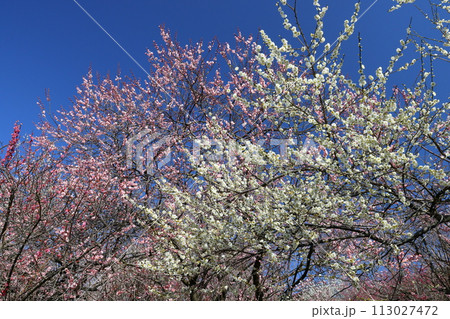 三重県いなべ市藤原町鼎 いなべ市農業公園梅林公園 梅園一面に咲く色とりどりの梅花 三重県いなべ市藤原町鼎 いなべ市農業公園梅林公園 梅園一面に咲く色とりどりの梅花 113027472