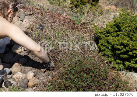Teenager mows in the garden of flower beds. The girl removes weeds growing from among decorative plants. Spring cleaning on the garden rocket. Teenager mows in the garden of flower beds. The girl removes weeds growing from among decorative plants. Spring cleaning on the garden rocket. 113027570