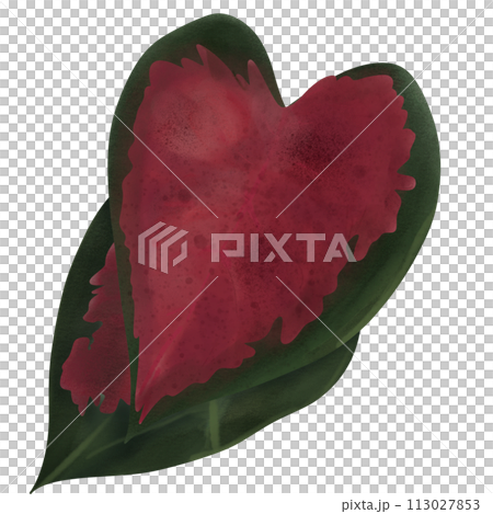 Caladium bicolor in garden like red heart Caladium bicolor in garden like red heart 113027853