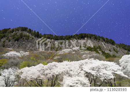 屛風岩桜吹雪 113028593