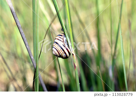 Grape snail with striped shell. 113028779