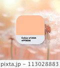 Colors, Pink, Best color 2024, Colors of the year, Mysterious shade, Harmonic undertone, Pattern palett, Trendy pinkish, A sense of luxury The pinkest 113028883