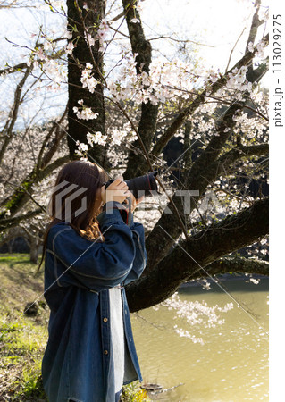 桜を撮影する女性 113029275