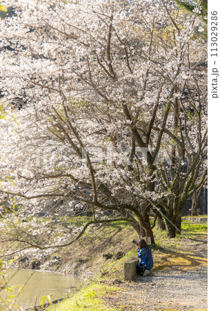 桜を撮影する女性 113029286