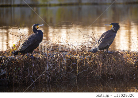 Great Cormorants Basking at Lakeside Great Cormorants Basking at Lakeside 113029320