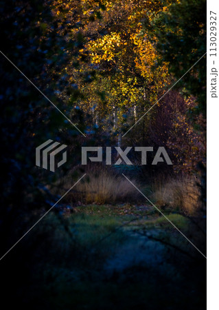 Enchanted Autumnal Trail in Dusky Woodland 113029327