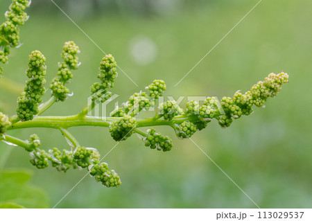 Blooming young wine grapes in vineyard in the spring time. 113029537