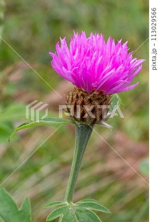 Wig knapweed or Centaurea phrygia. 113029566