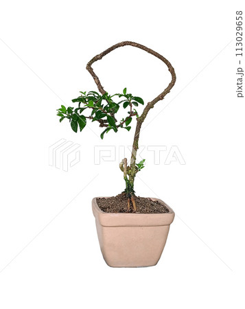 Free orm Dwarf cherry bonsai on white background Free orm Dwarf cherry bonsai on white background 113029658